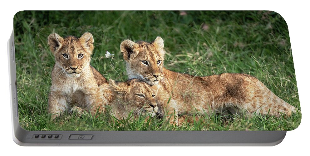 Lion Portable Battery Charger featuring the photograph Three Cute Lion Cubs in Kenya Africa Grasslands by Good Focused