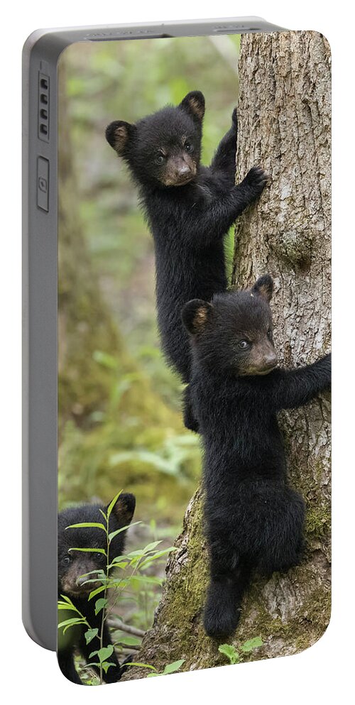 Bear Portable Battery Charger featuring the photograph Three Little Bears by Everet Regal