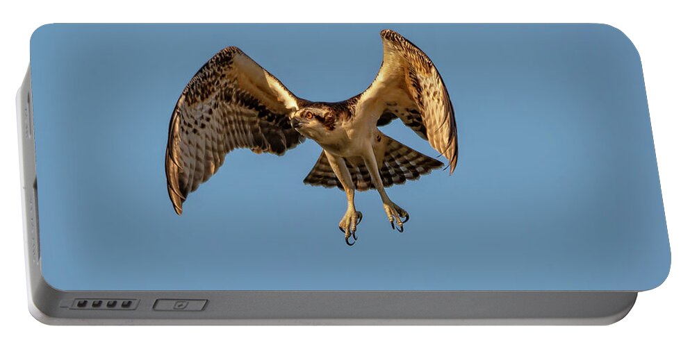 Osprey Portable Battery Charger featuring the photograph Time To Fly by DB Hayes