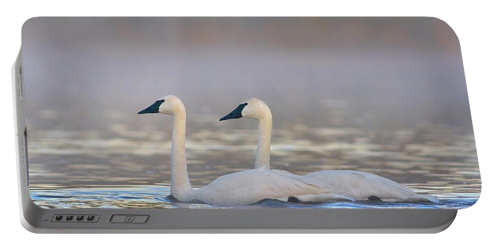 00557670 Portable Battery Charger featuring the photograph Trumpeter Swans, Magness Lake, Arkansas by Tim Fitzharris
