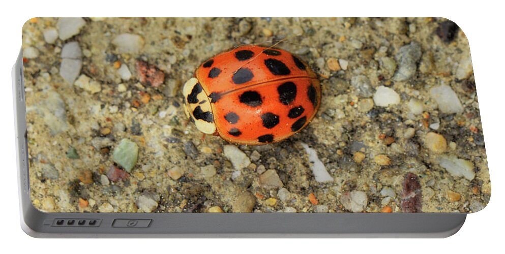 Ladybug Portable Battery Charger featuring the photograph Trying To Blend In by Donna Blackhall