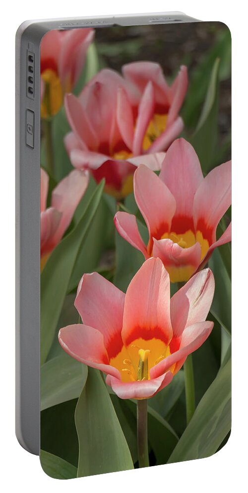 Flower Portable Battery Charger featuring the photograph Tulip Analita by Dawn Cavalieri