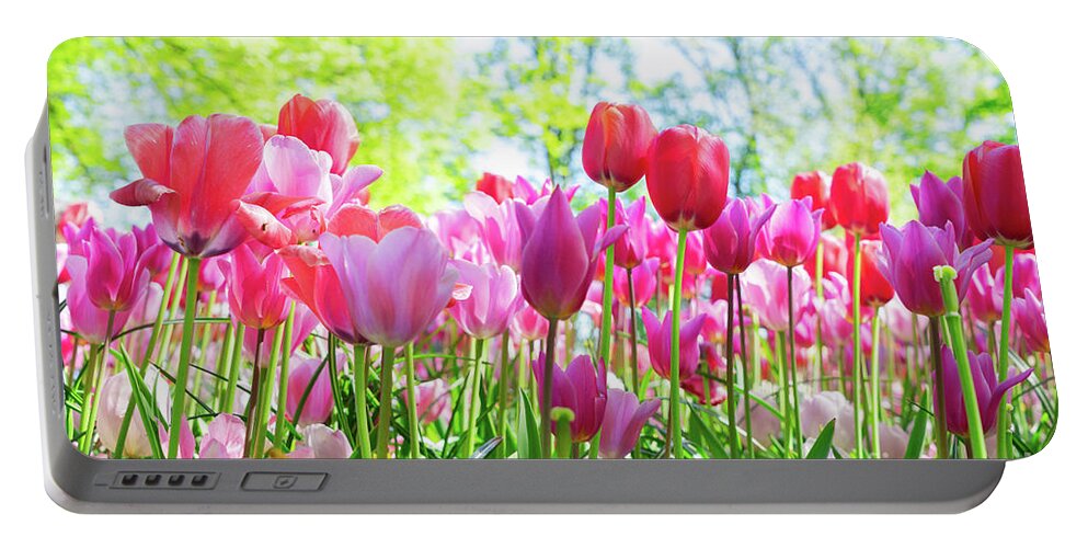 Tulips Portable Battery Charger featuring the photograph Tulips Pink Growth by Anastasy Yarmolovich