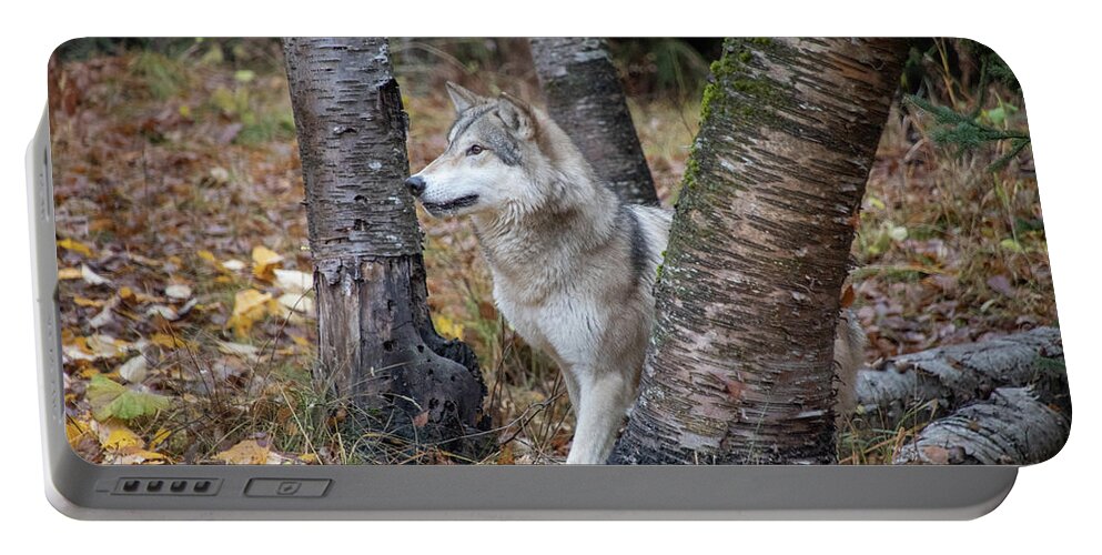 Animal Portable Battery Charger featuring the photograph Tundra Wolf in the Birch Trees by Teresa Wilson