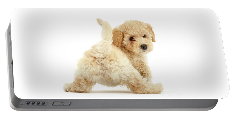Cute Portable Battery Charger featuring the photograph Twerking Pooshon Pup by Warren Photographic