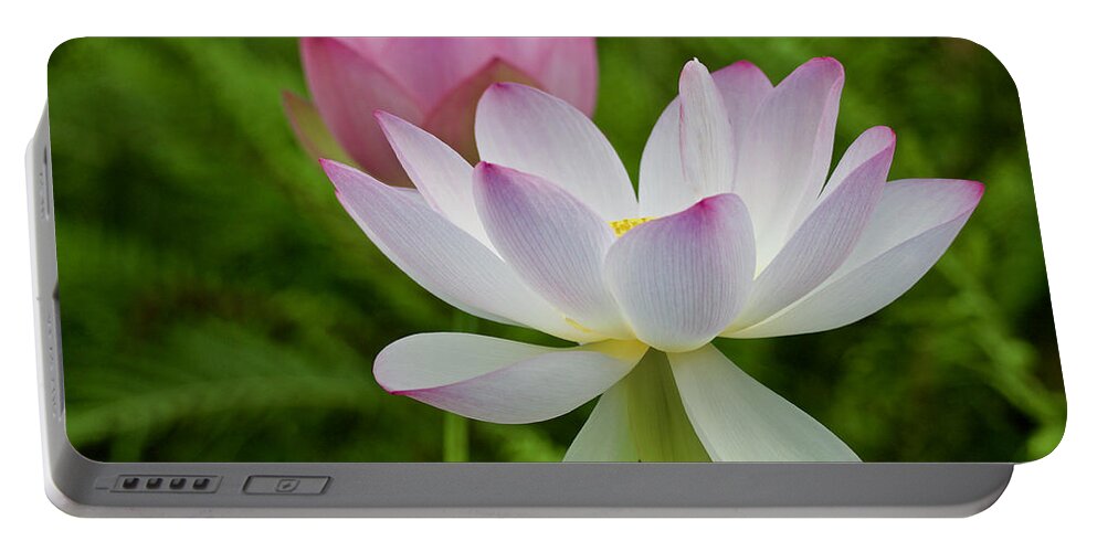 Blossom Portable Battery Charger featuring the photograph Two Pink Lotus Flowers in Bloom by L Bosco