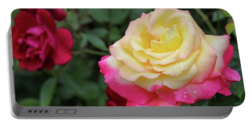 Rose Portable Battery Charger featuring the photograph Two Tone Beauty by Mary Anne Delgado