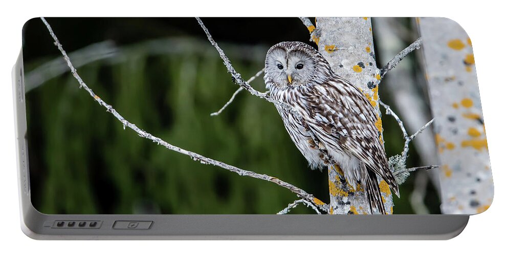 Ural Owl Portable Battery Charger featuring the photograph Ural owl perching on an aspen twig by Torbjorn Swenelius
