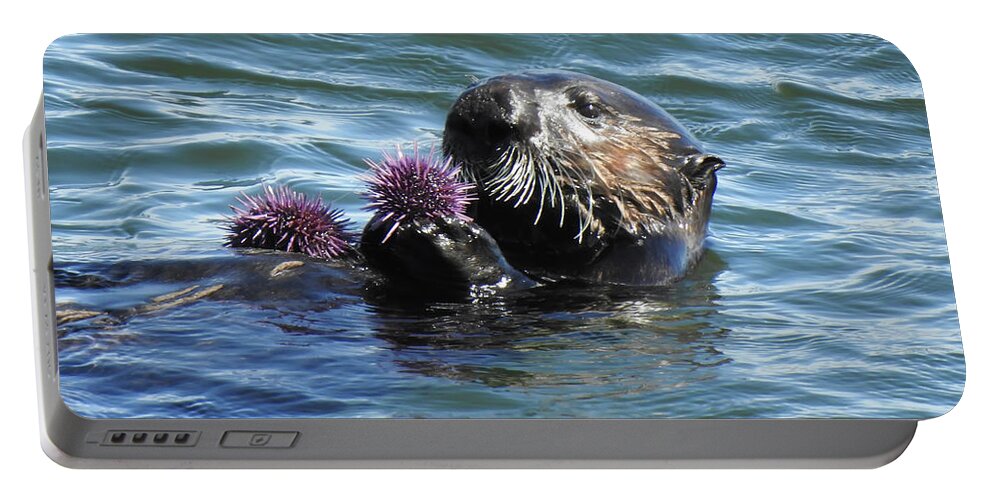 Otter Portable Battery Charger featuring the photograph Urchins for Dinner by Anthony Murphy
