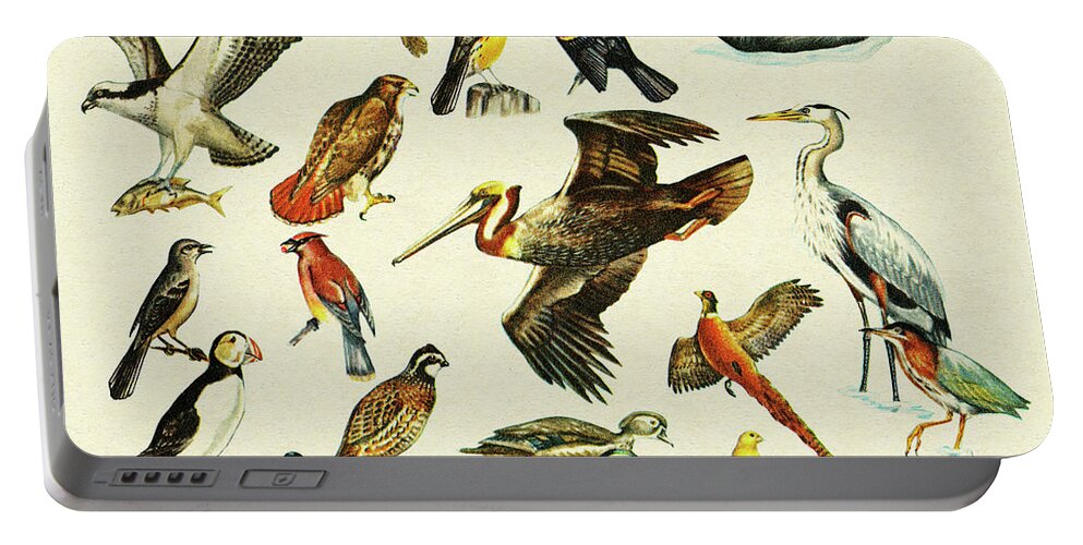 Animal Portable Battery Charger featuring the drawing Variety of Birds by CSA Images