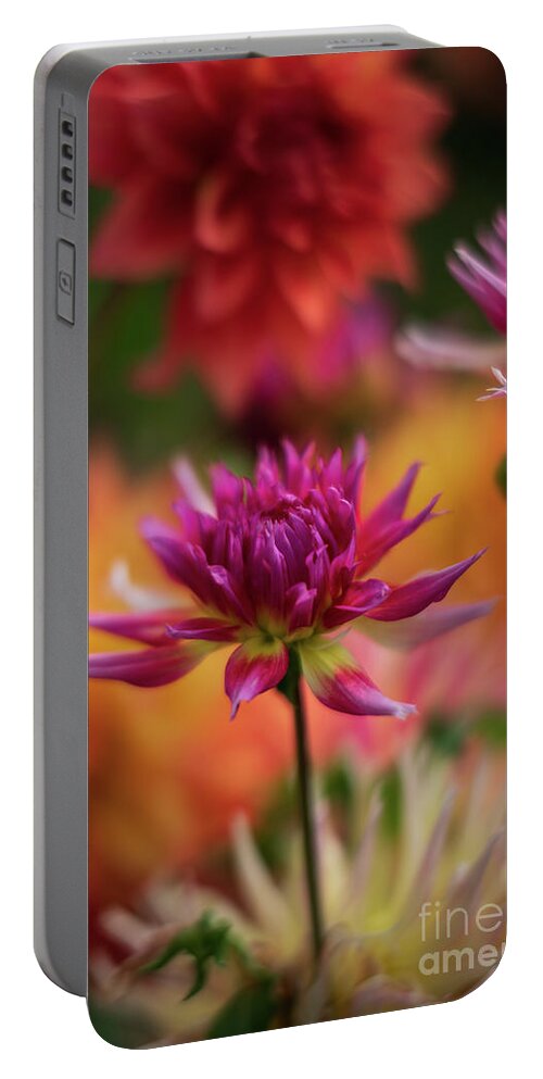 Dahlia Portable Battery Charger featuring the photograph Vibrant Dahlia Montage by Mike Reid