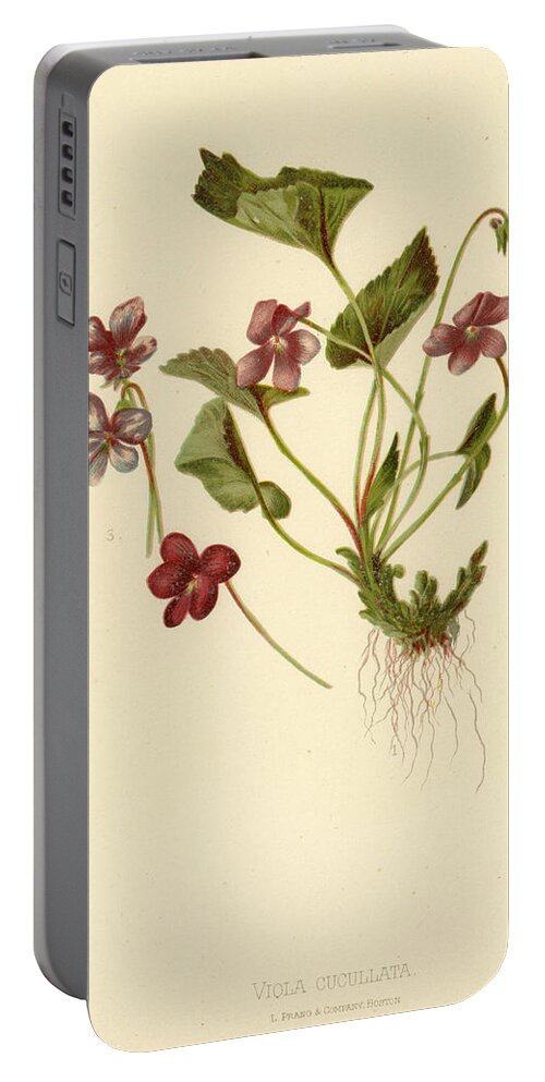 Flowers Portable Battery Charger featuring the mixed media Viola Cucullata Common Blue Violet by L Prang