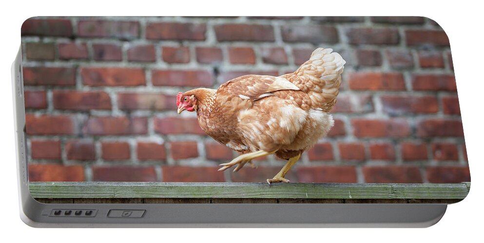 Anita Nicholson Portable Battery Charger featuring the photograph Walk the Line - Chicken walking along a wooden fence by Anita Nicholson