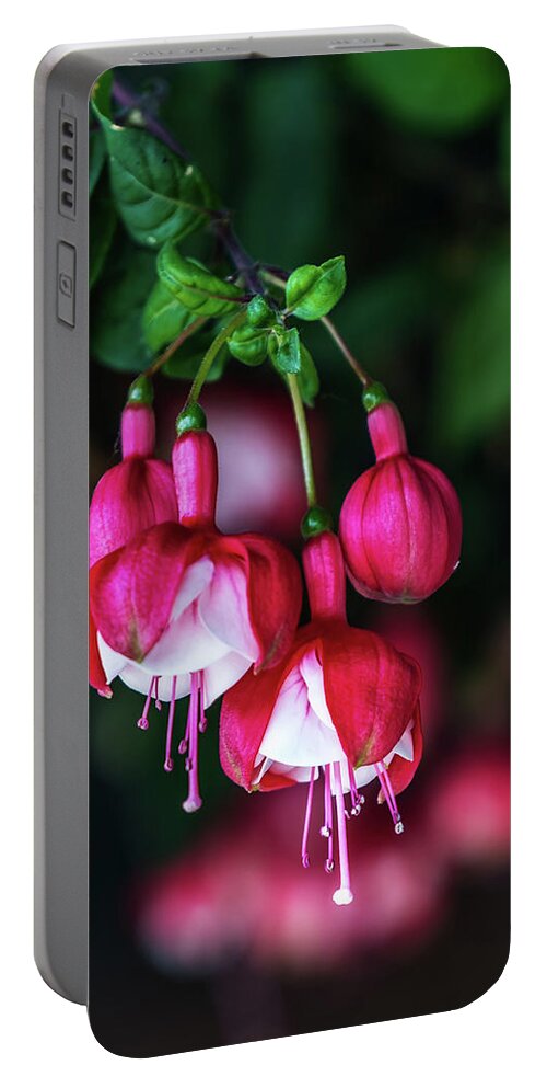 Mobile Portable Battery Charger featuring the photograph Wallpaper Flower by Dheeraj Mutha