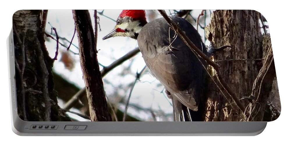 © 2018 Portable Battery Charger featuring the photograph WaryPileated by Christopher Plummer