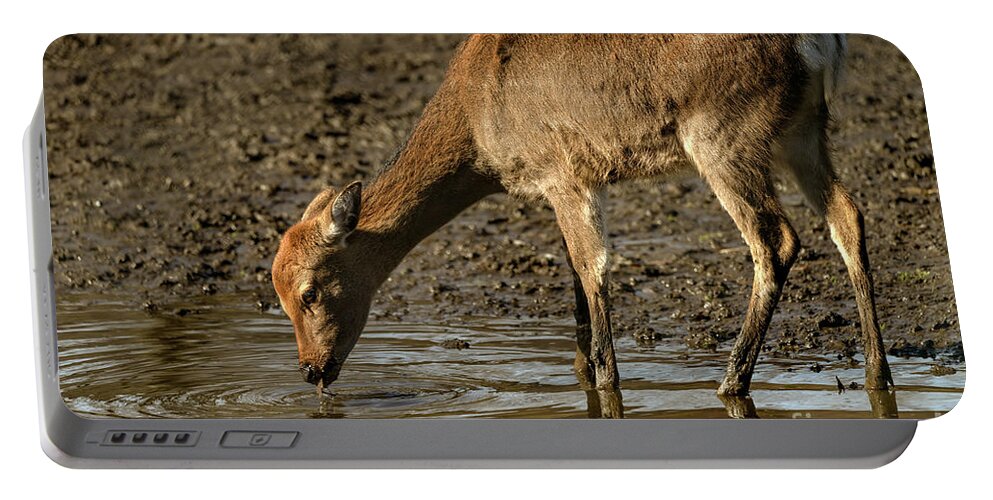 Deer Portable Battery Charger featuring the photograph Water is life by Sam Rino