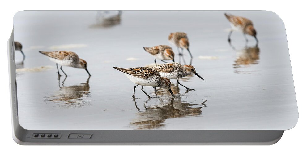 Animals Portable Battery Charger featuring the photograph Western Sandpipers on the Beach by Robert Potts