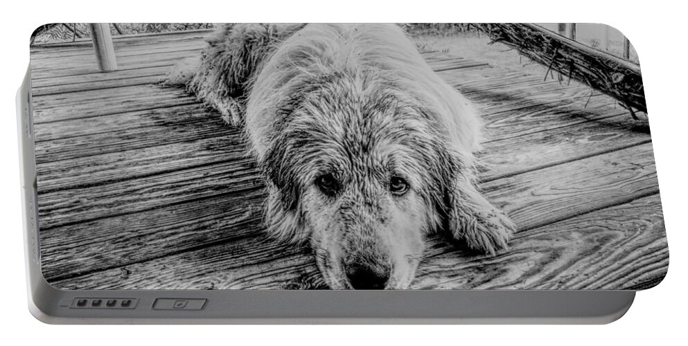 Dog Portable Battery Charger featuring the photograph Wet Dog Beau by Ivars Vilums