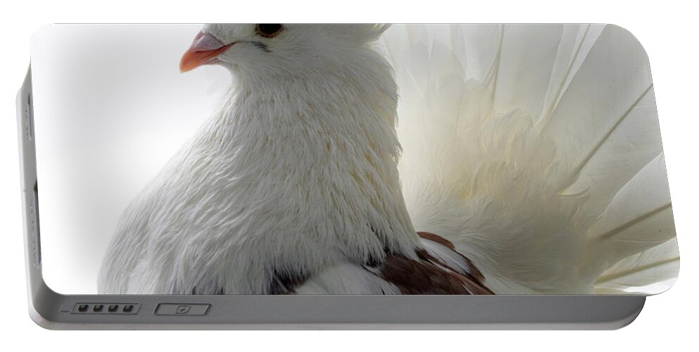 Pigeon Portable Battery Charger featuring the photograph White and Brown Indian Fantail Pigeon by Nathan Abbott