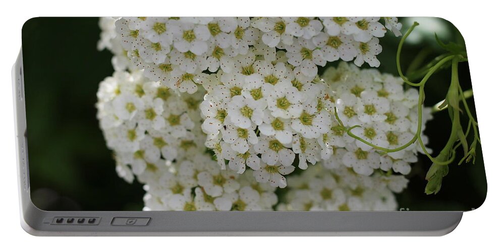 White Bliss Portable Battery Charger featuring the photograph White Bliss by Barbra Telfer