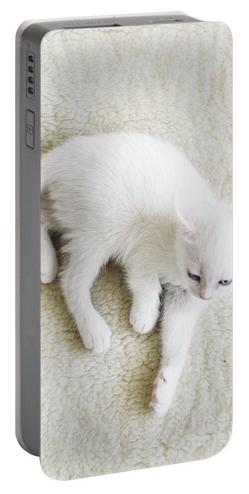 White Portable Battery Charger featuring the photograph White Cat by Jelena Jovanovic