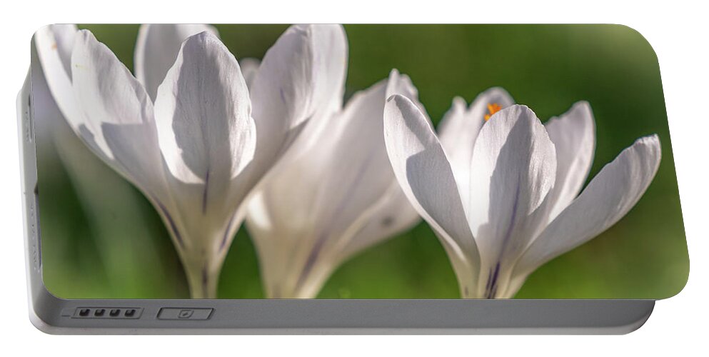 Spring Portable Battery Charger featuring the photograph White Crocus by Framing Places
