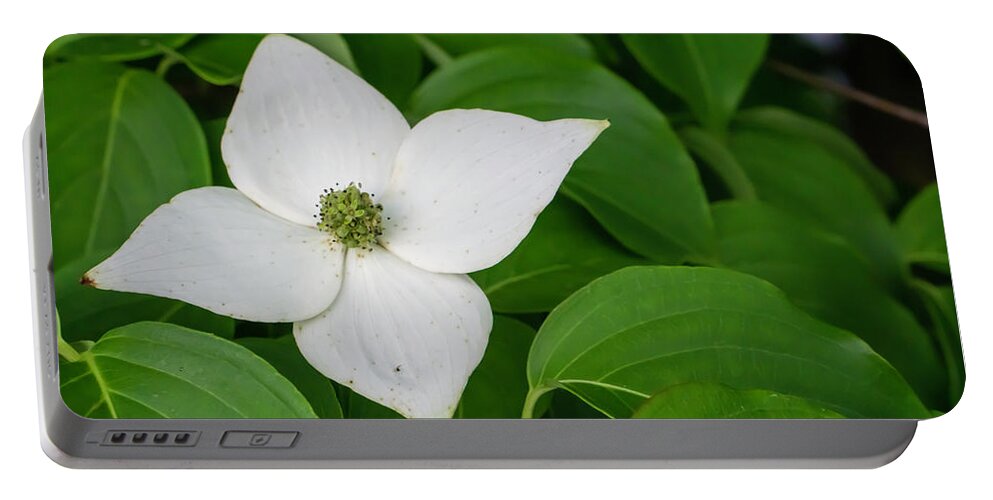Kousa Portable Battery Charger featuring the photograph White Dogwood Flower by Jason Fink