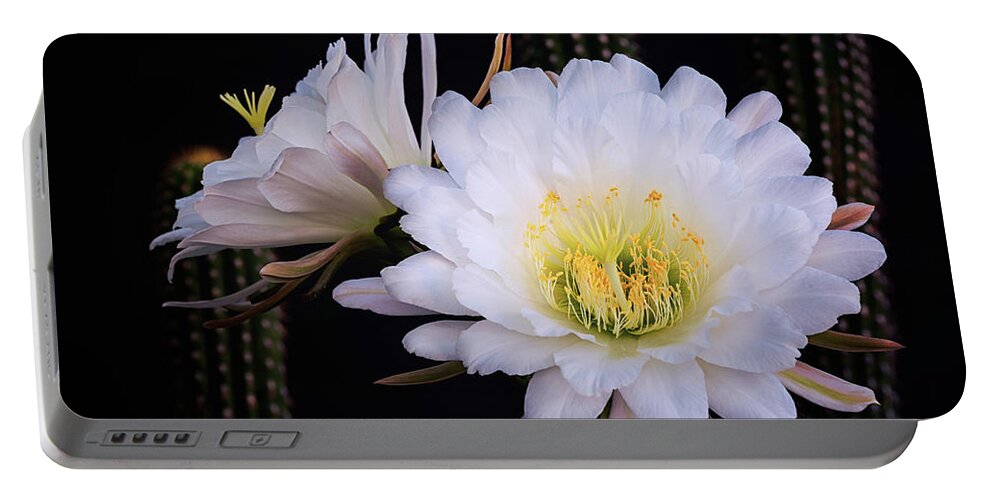 Torch Cactus Portable Battery Charger featuring the photograph White Echinopsis Blooms by Saija Lehtonen