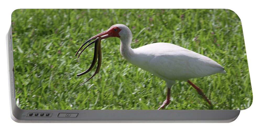 White Portable Battery Charger featuring the photograph White Ibis With a Snake in His Mouth by Philip And Robbie Bracco