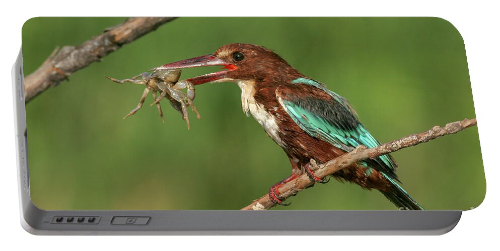 Crab Portable Battery Charger featuring the photograph White-throated Kingfisher, Halcyon smyrnensis a5 by Alon Meir