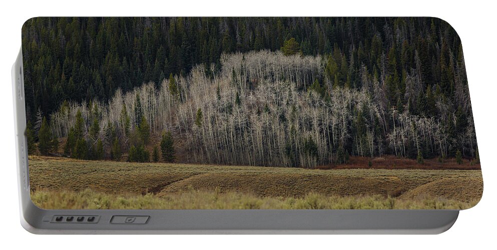 Trees Portable Battery Charger featuring the photograph White aspen trees, Wyoming by Julieta Belmont