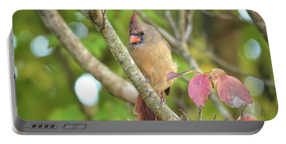 Cardinal Portable Battery Charger featuring the photograph Wild Birds of Autumn - Female Northern Cardinal by Kerri Farley
