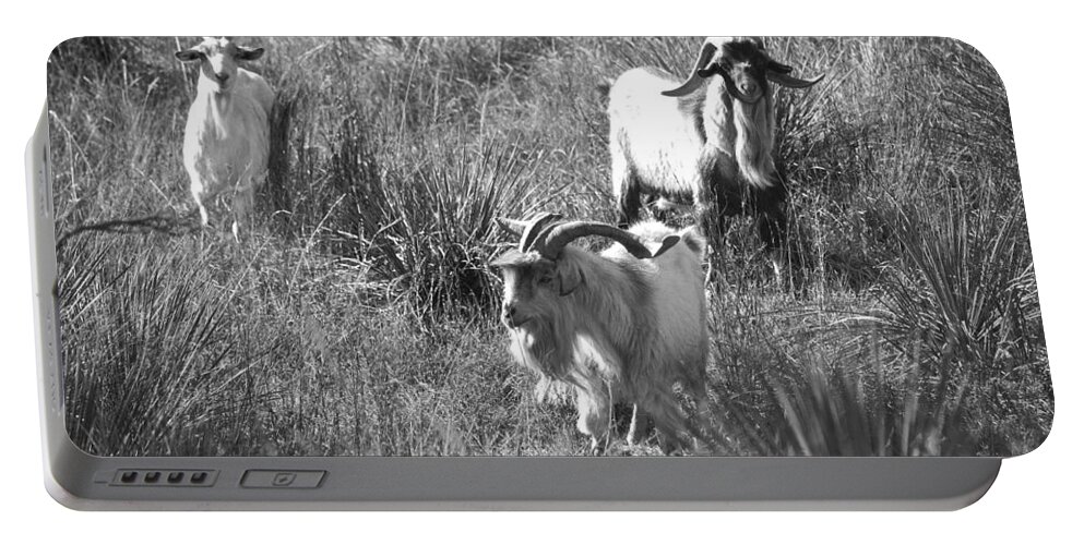 Richard E. Porter Portable Battery Charger featuring the photograph Wild Goats - Lake Mackenzie, Texas by Richard Porter
