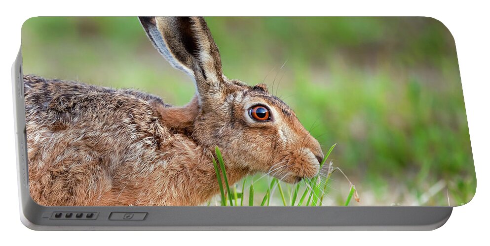 Norfolk Portable Battery Charger featuring the photograph Norfolk wild hare close up eating grass in England by Simon Bratt