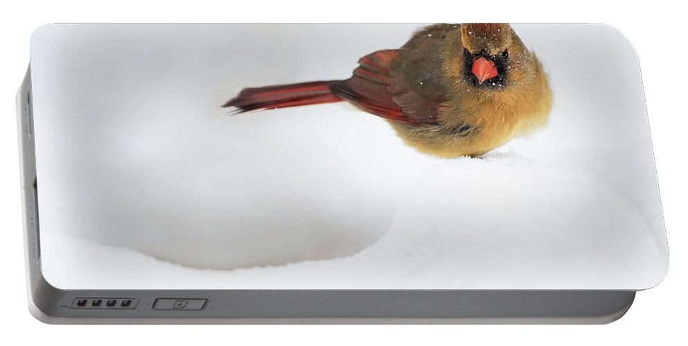 Cardinal Portable Battery Charger featuring the photograph Winter Chilling by Art Cole