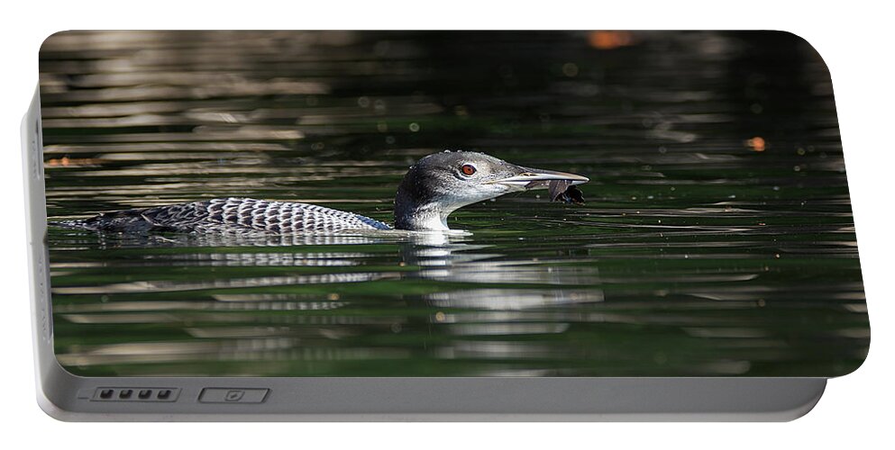 Loon Portable Battery Charger featuring the photograph Winter Colours - Common Loon - Gavia Immer by Spencer Bush