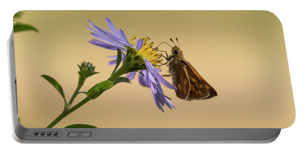 Animals Portable Battery Charger featuring the photograph Woodland Skipper on Aster by Robert Potts