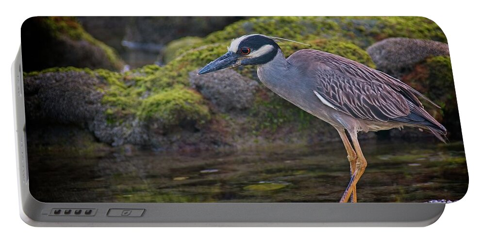 Coral Cove Portable Battery Charger featuring the photograph Yellow-crowned Night Heron by Steve DaPonte