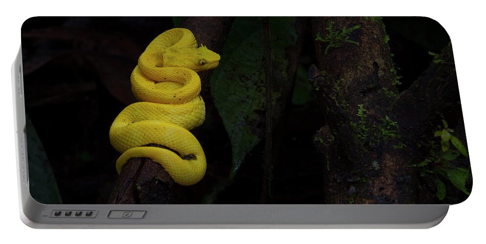 Snake Portable Battery Charger featuring the photograph Yellow eye-lashed Viper by Patrick Nowotny