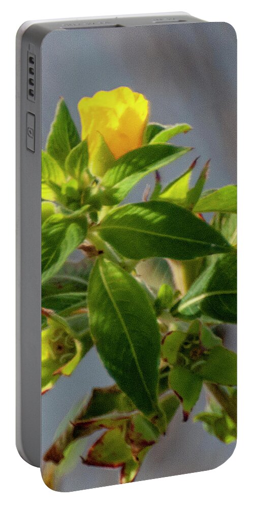 Yellow Portable Battery Charger featuring the photograph Yellow Flower - Florida by Gene Bollig