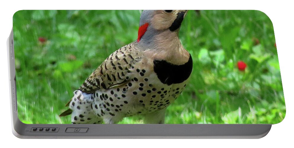 Woodpeckers Portable Battery Charger featuring the photograph Yellow-shafted Northern Flicker by Linda Stern