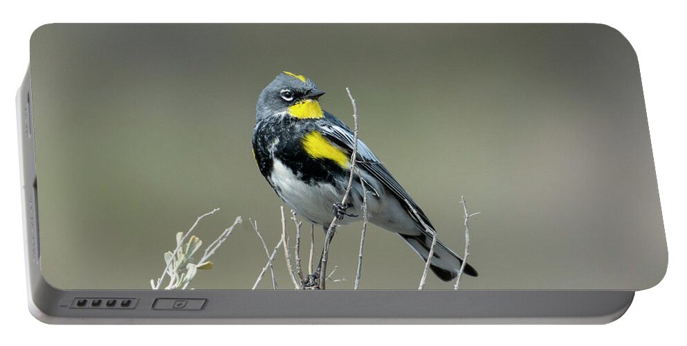 Yellow-rumped Warbler Portable Battery Charger featuring the photograph Yellow Warbler by Michael Dawson