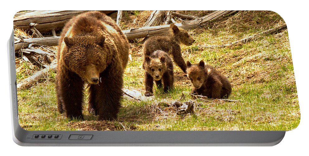 Grizzly Bear Portable Battery Charger featuring the photograph Yellowstone Grizzly Triplets With Mom by Adam Jewell
