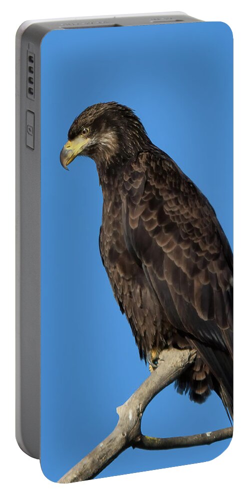 American Bald Eagle Portable Battery Charger featuring the photograph Young Bald Eagle by Kathleen Bishop