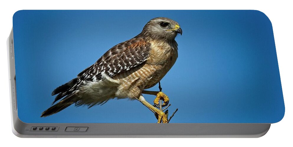 Young Portable Battery Charger featuring the photograph Young Cooper's Hawk by Ronald Lutz