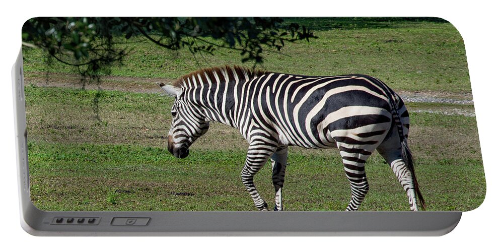 Zebra Portable Battery Charger featuring the photograph Zebra Out for a Stroll by Margaret Zabor