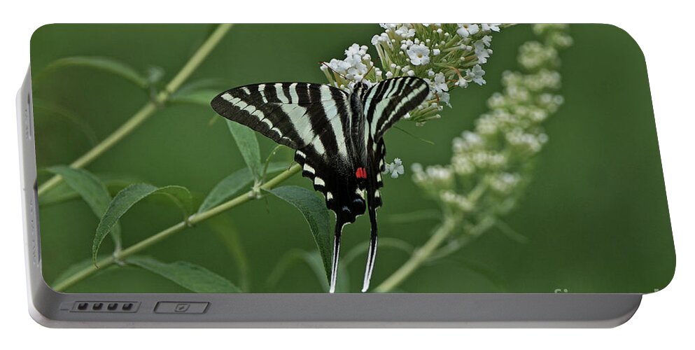 Zebra Swallowtail Portable Battery Charger featuring the photograph Zebra Swallowtail on Butterfly Bush by Robert E Alter Reflections of Infinity