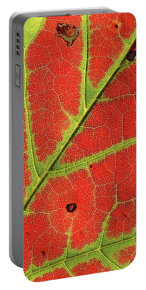 Maple Leaf Portable Battery Charger featuring the photograph Zeroing In On Maple Leaf by Kathi Mirto