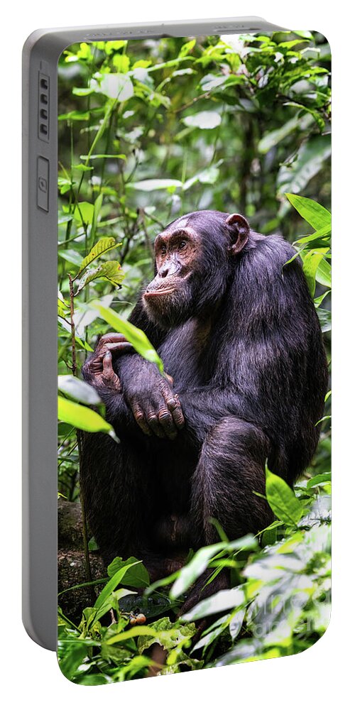 Adult Portable Battery Charger featuring the photograph Adult chimpanzee, pan troglodytes, in the tropical rainforest of #1 by Jane Rix
