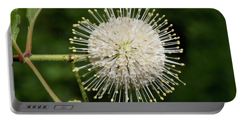 Cephalanthus Portable Battery Charger featuring the photograph Alabama Buttonbush Wildflower #1 by Kathy Clark